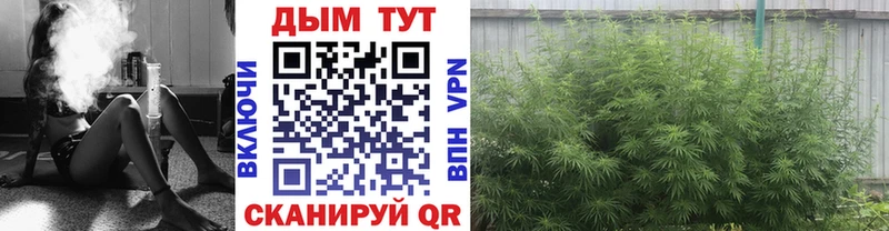 Конопля семена OMG зеркало Курильск